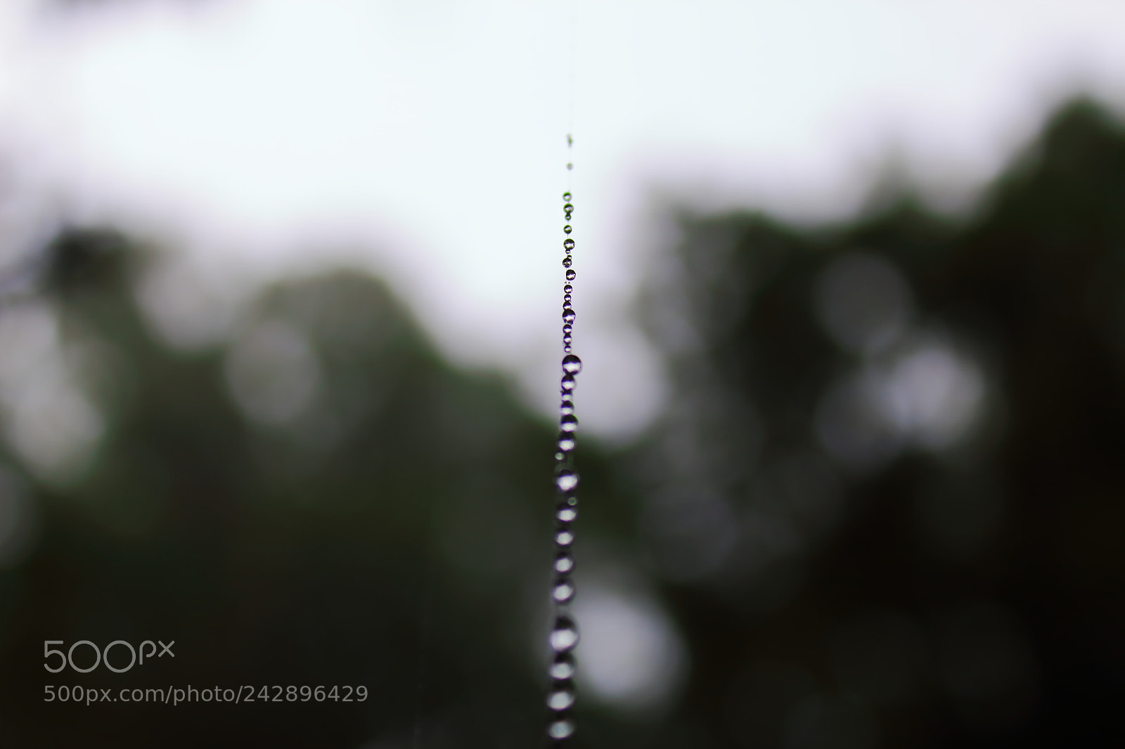 Canon EOS 1300D (EOS Rebel T6 / EOS Kiss X80) sample photo. Raindrops photography