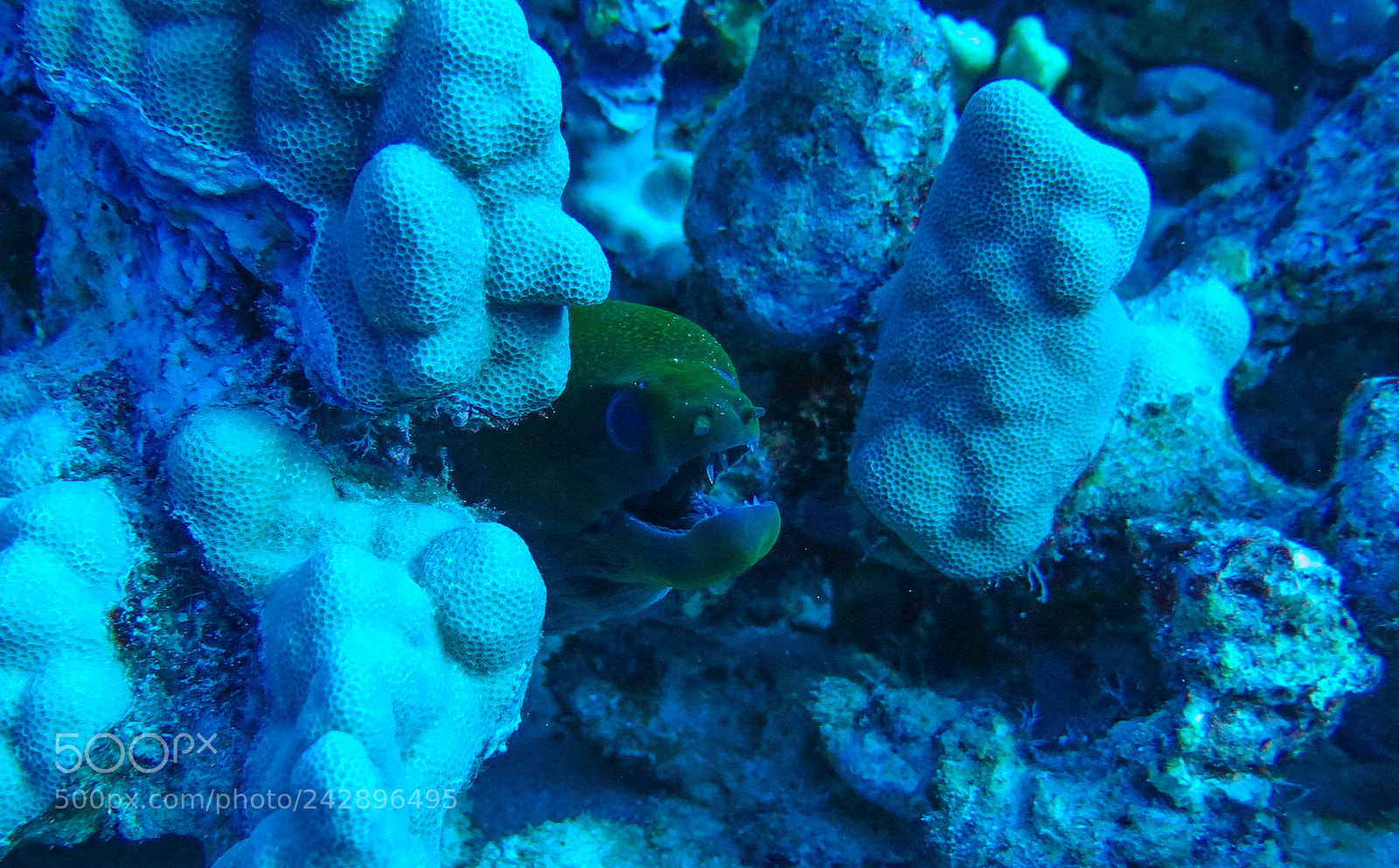 Canon PowerShot G16 sample photo. Undulated moray eel photography