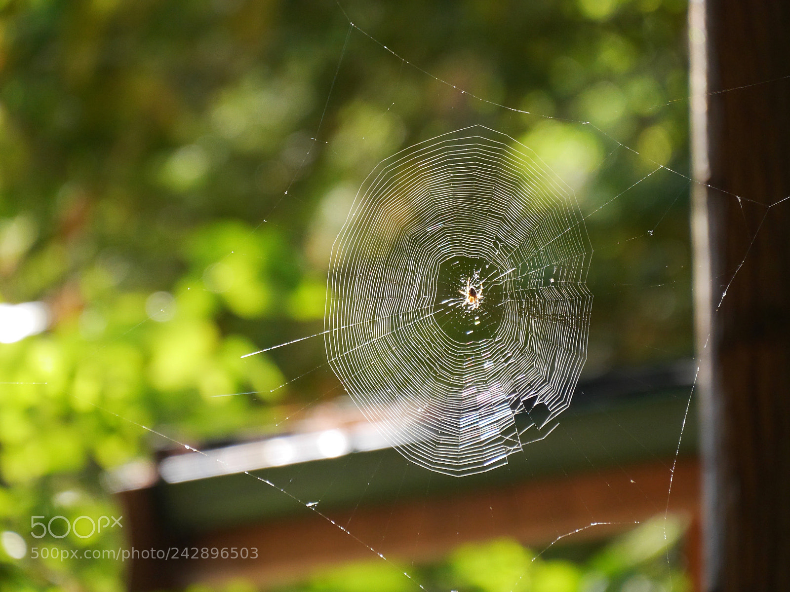 Panasonic Lumix DMC-GH3 sample photo. Itsy bitsy spider... photography