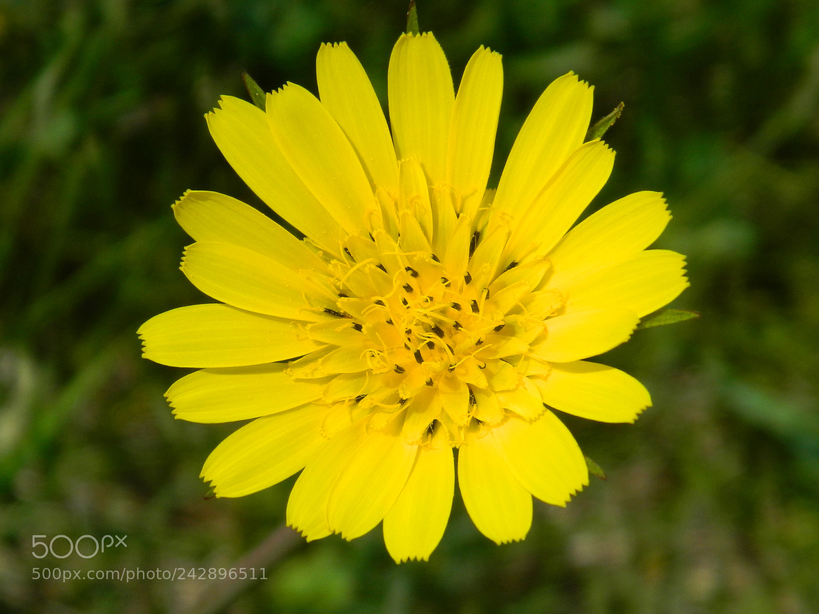 Nikon COOLPIX L310 sample photo. Prickly lettuce photography