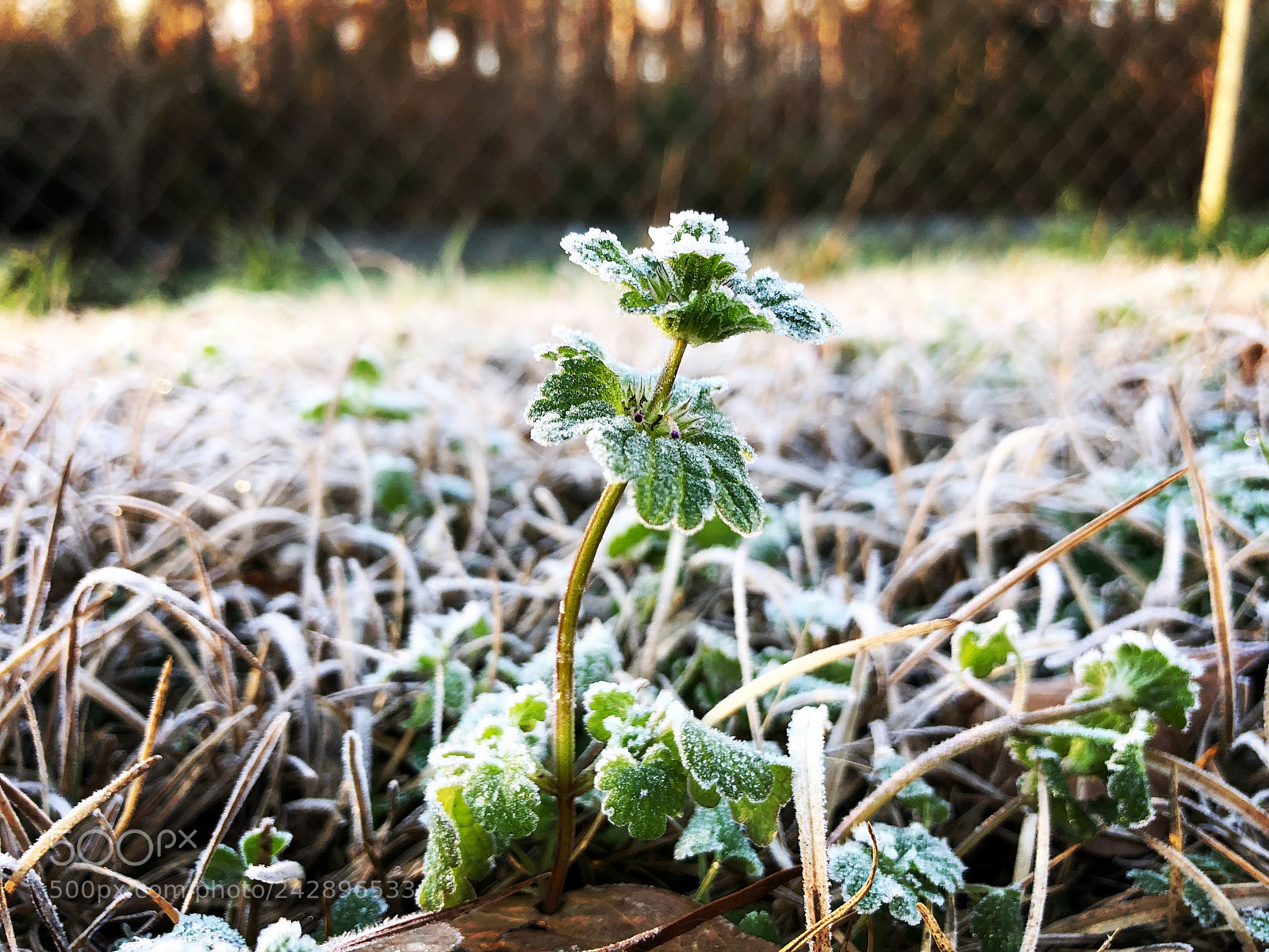 Apple iPhone 8 Plus sample photo. Frosty henbit photography