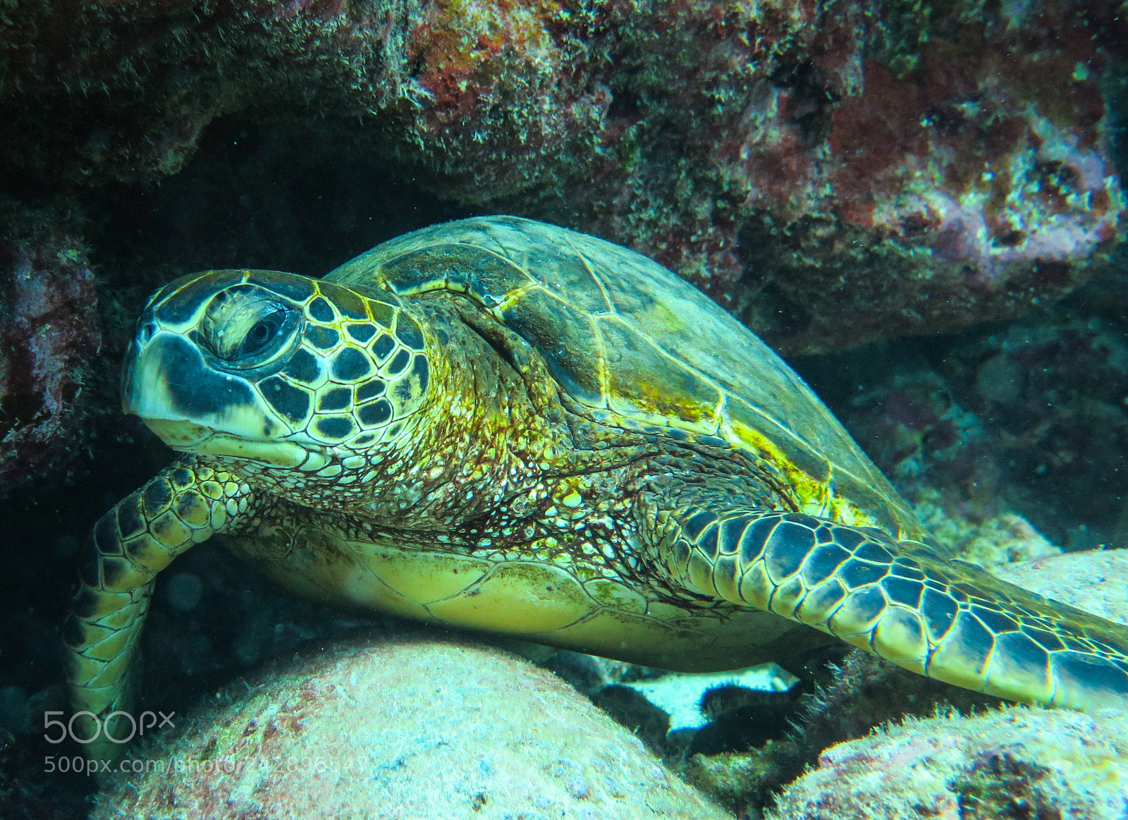 Canon PowerShot G16 sample photo. Sea turtle photography