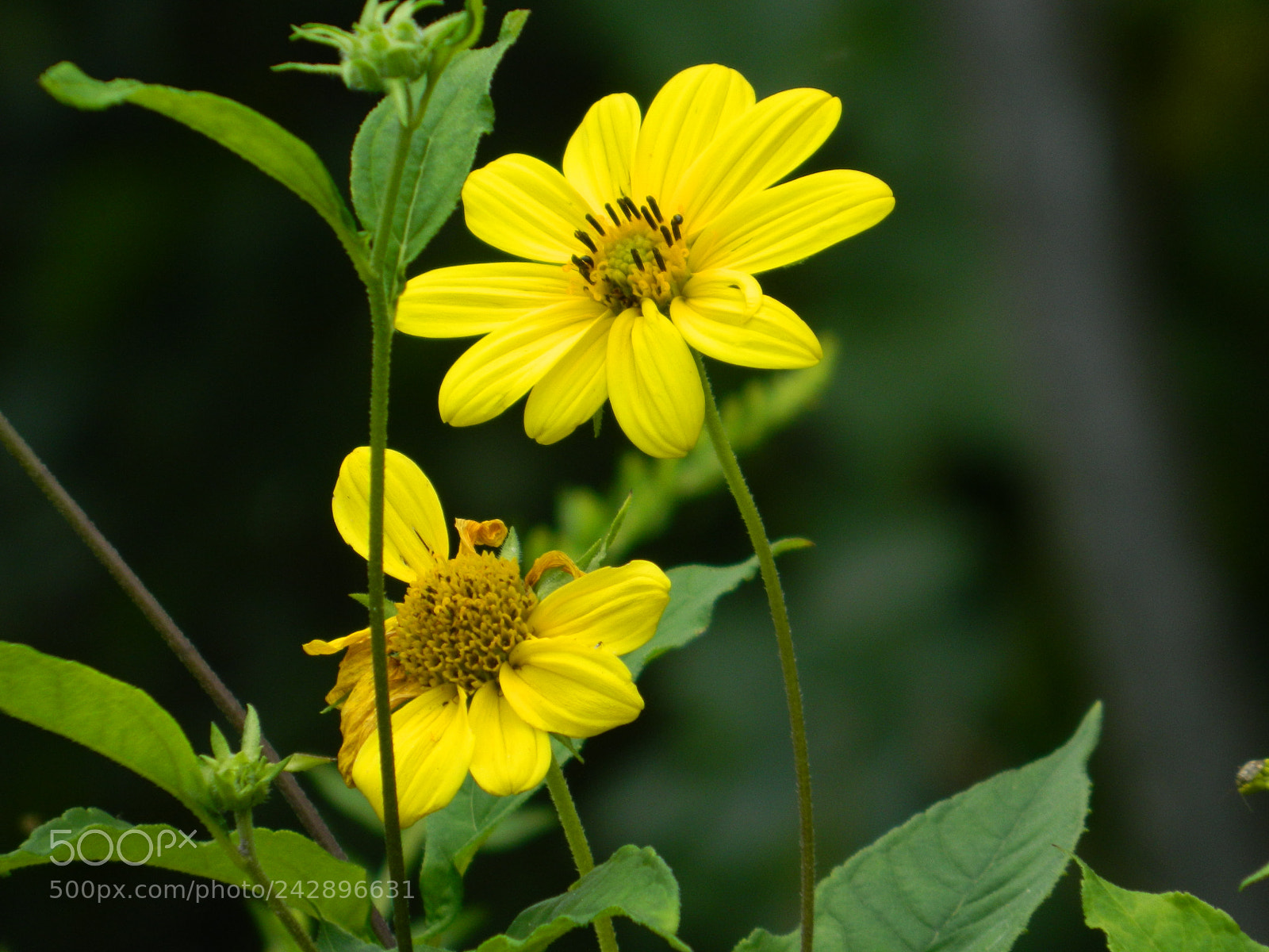 Nikon COOLPIX L310 sample photo. Woodland sunflower photography
