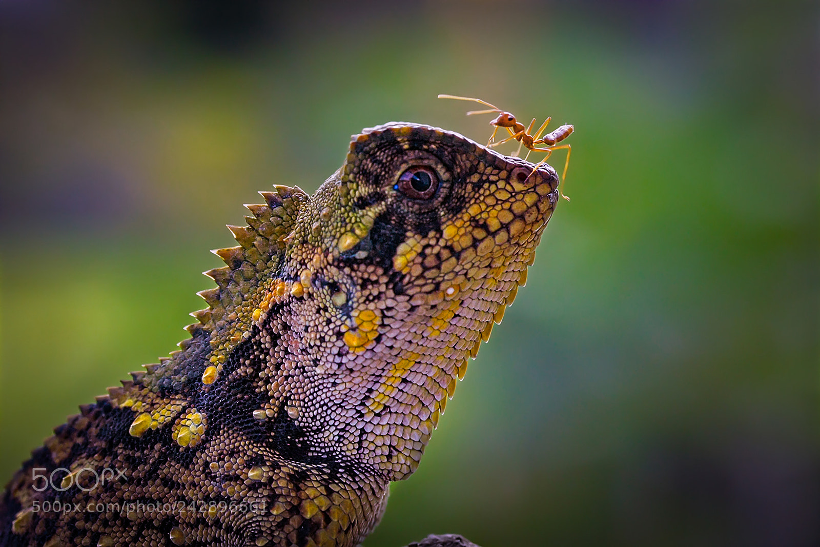Canon EOS 450D (EOS Rebel XSi / EOS Kiss X2) sample photo. Ant & lizard photography