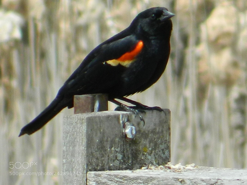 Nikon COOLPIX L310 sample photo. Red winged blackbird photography