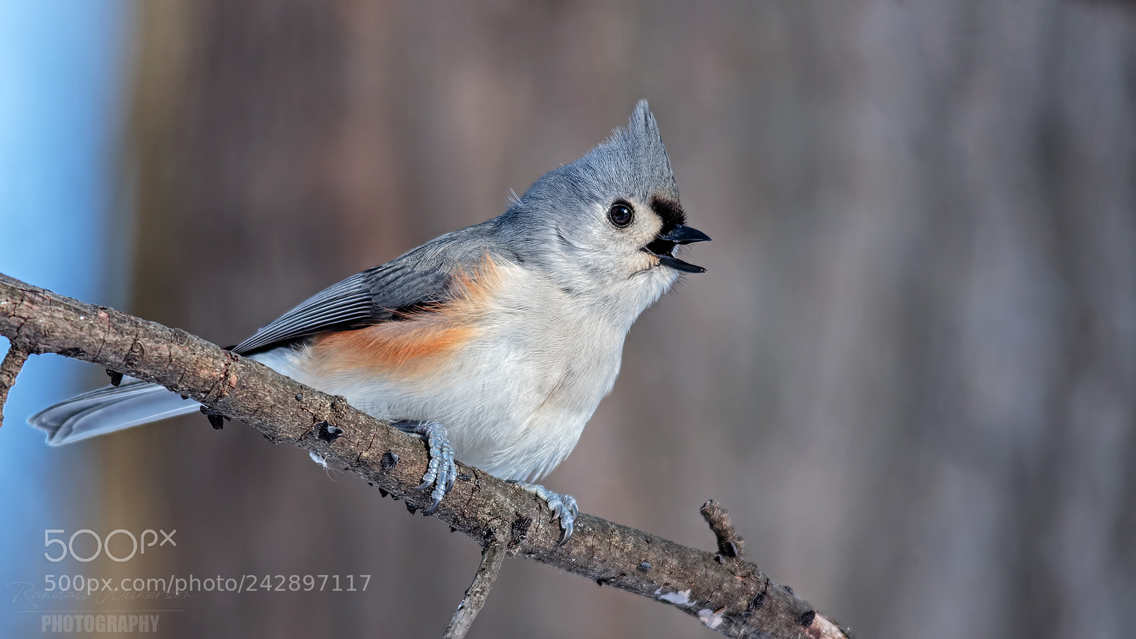 Canon EOS 60D sample photo. Tufted titmouse photography