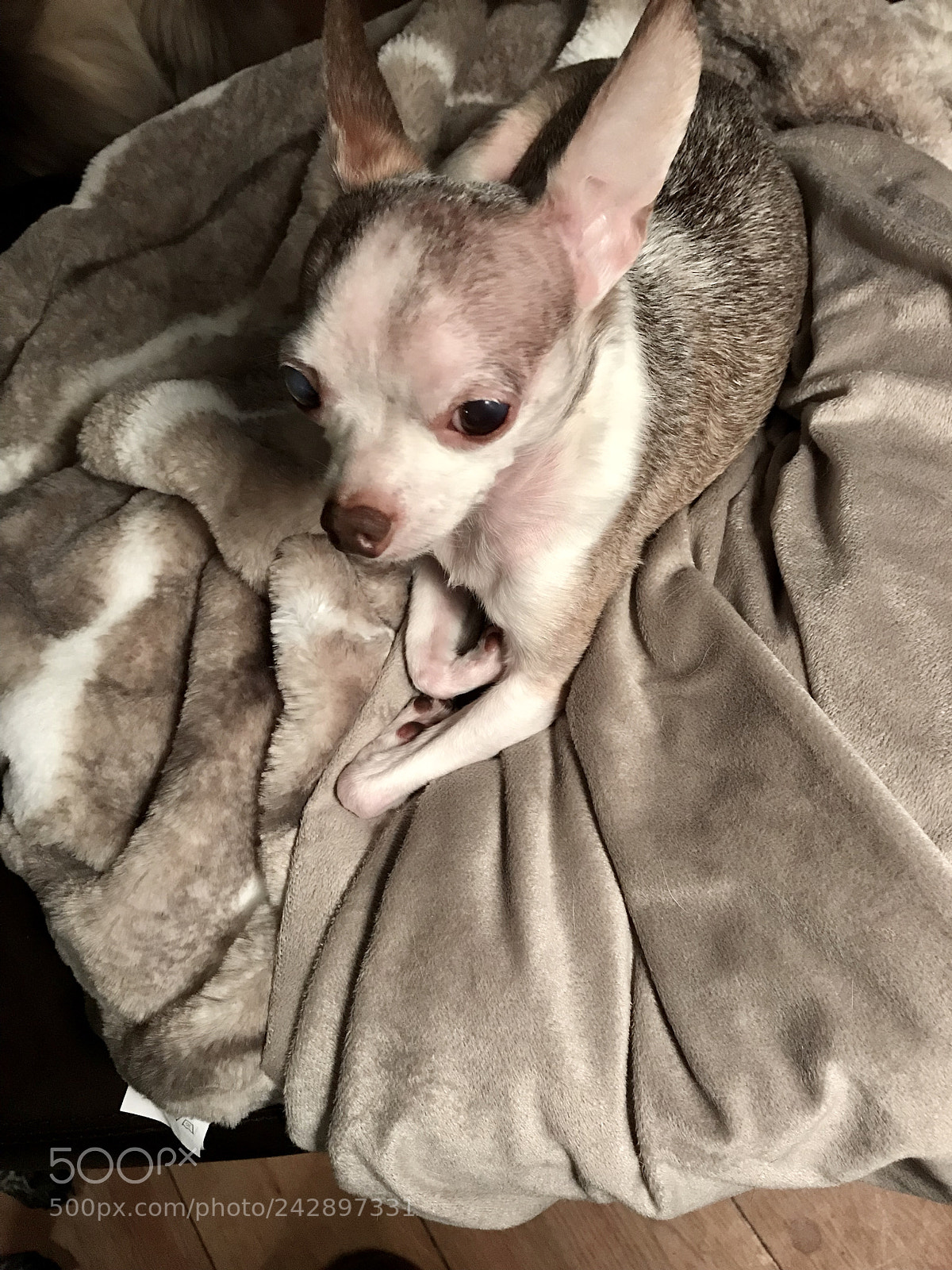 Apple iPhone 7 sample photo. Cubbie’s zen zone photography