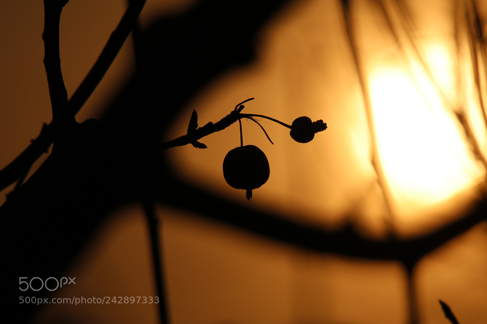 Tamron SP 150-600mm F5-6.3 Di VC USD sample photo. The fruit of the photography