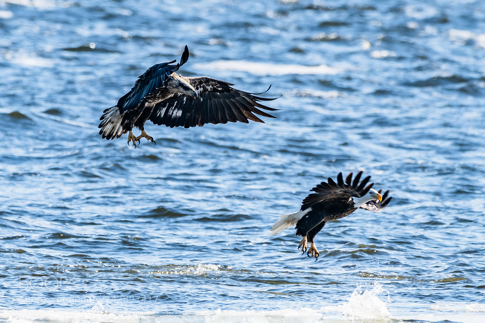 Nikon D850 sample photo. Bald eagles photography