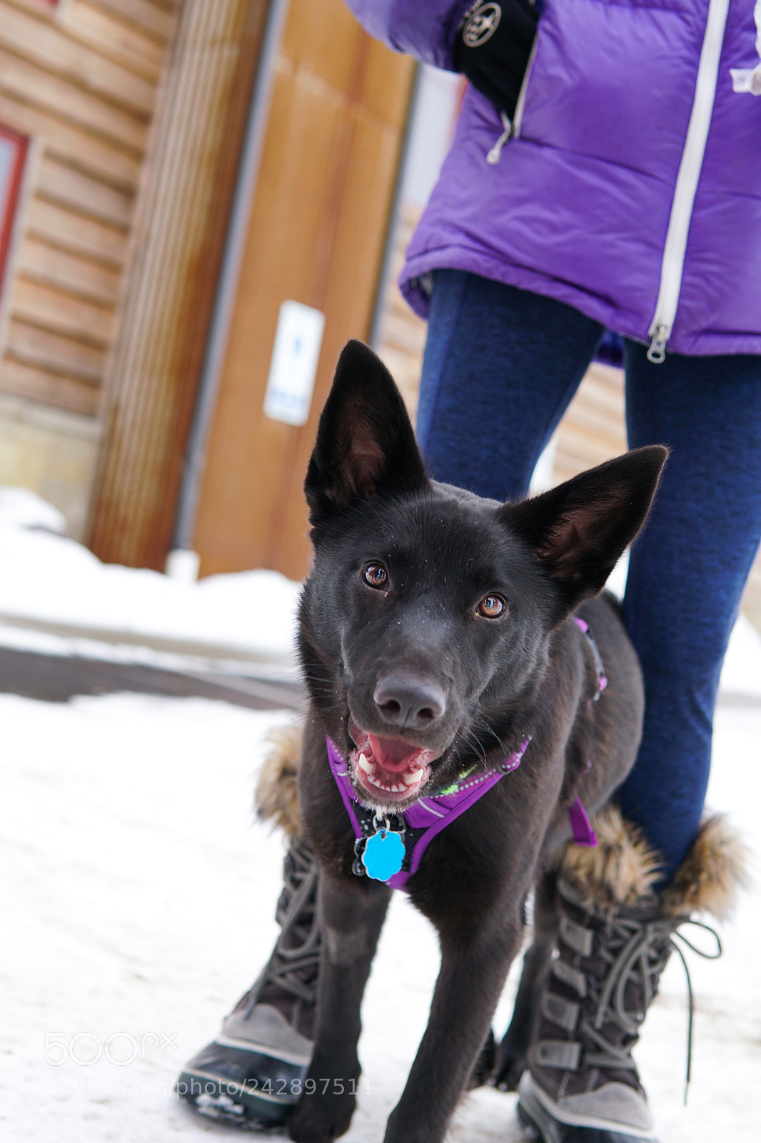Sony a6500 sample photo. Mika in the snow photography