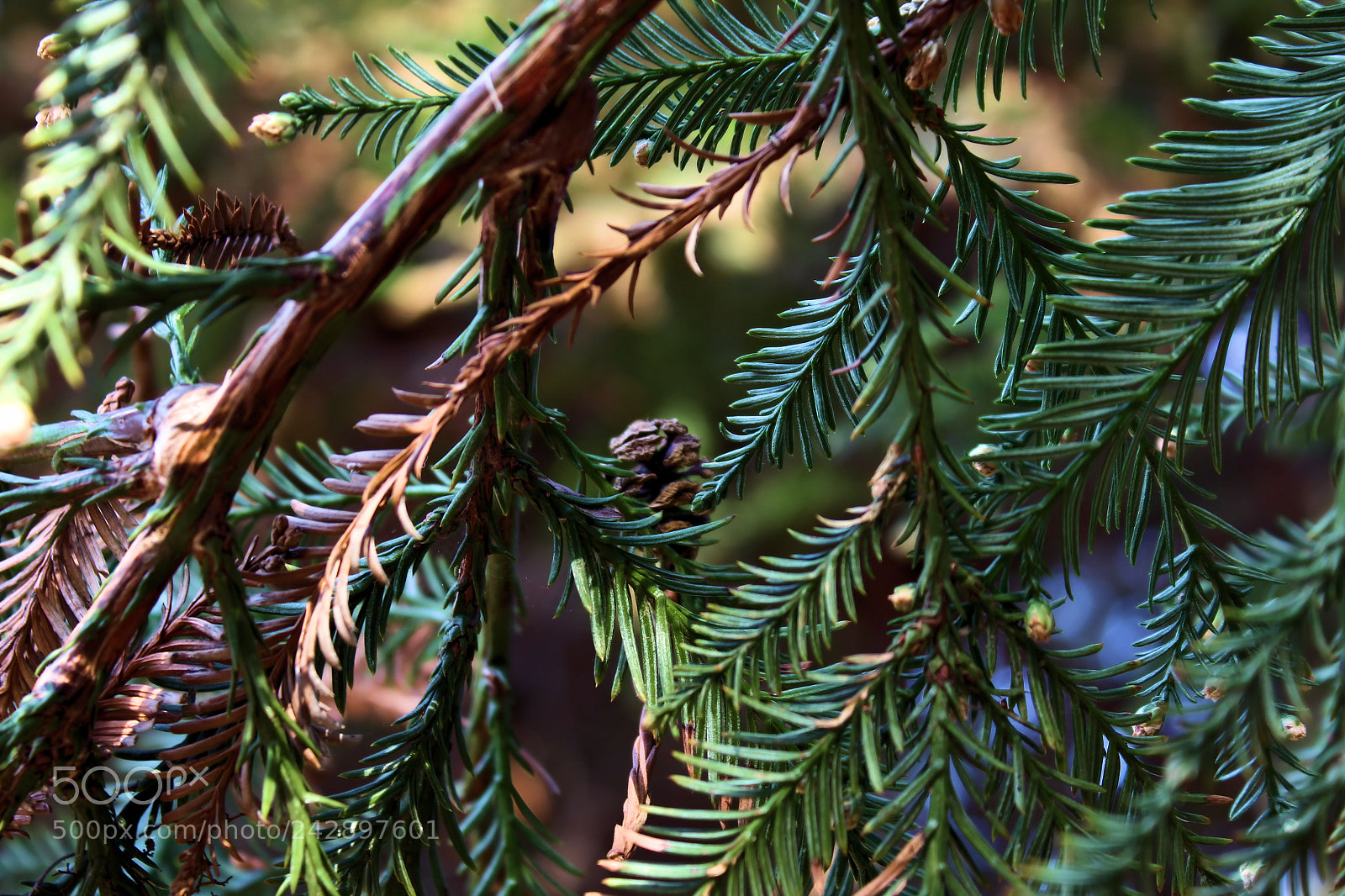 Canon EOS 1300D (EOS Rebel T6 / EOS Kiss X80) sample photo. A baby pine cone photography