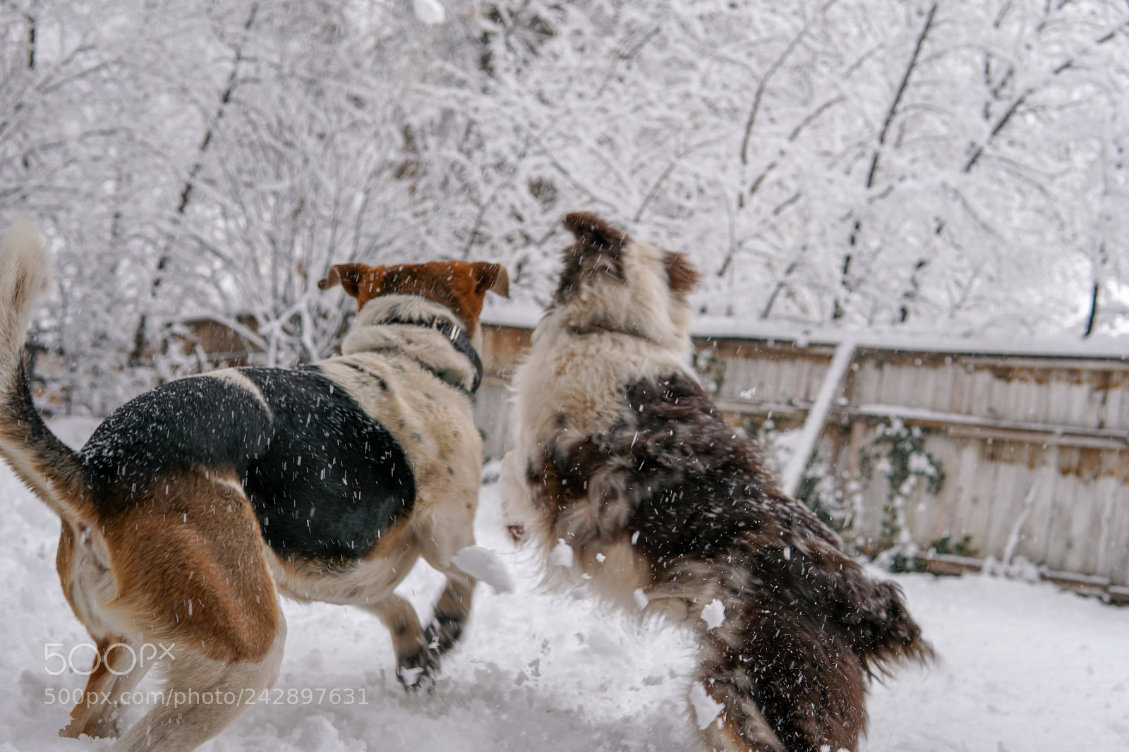 Sony a6500 sample photo. Bffs in the snow photography