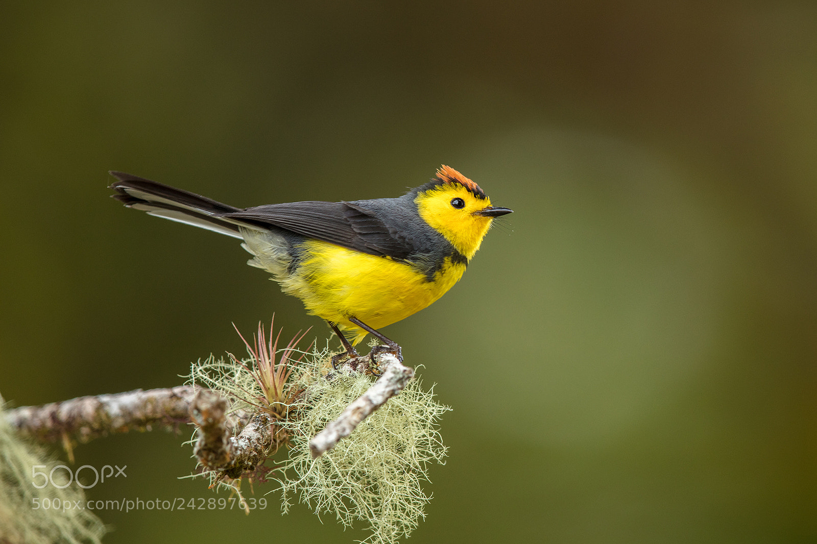 Canon EOS 5DS R sample photo. Costa rica 2017 photography