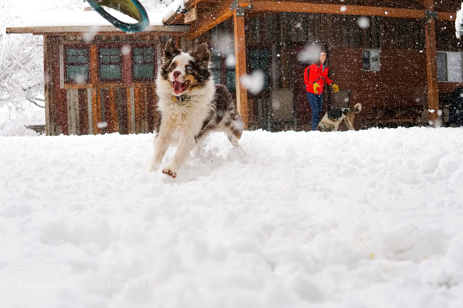 Sony a6500 sample photo. Kiba vs frisbee photography