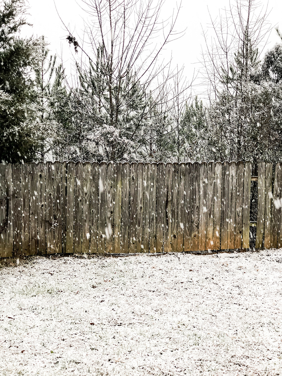 Apple iPhone 8 Plus sample photo. Winter wonderland photography