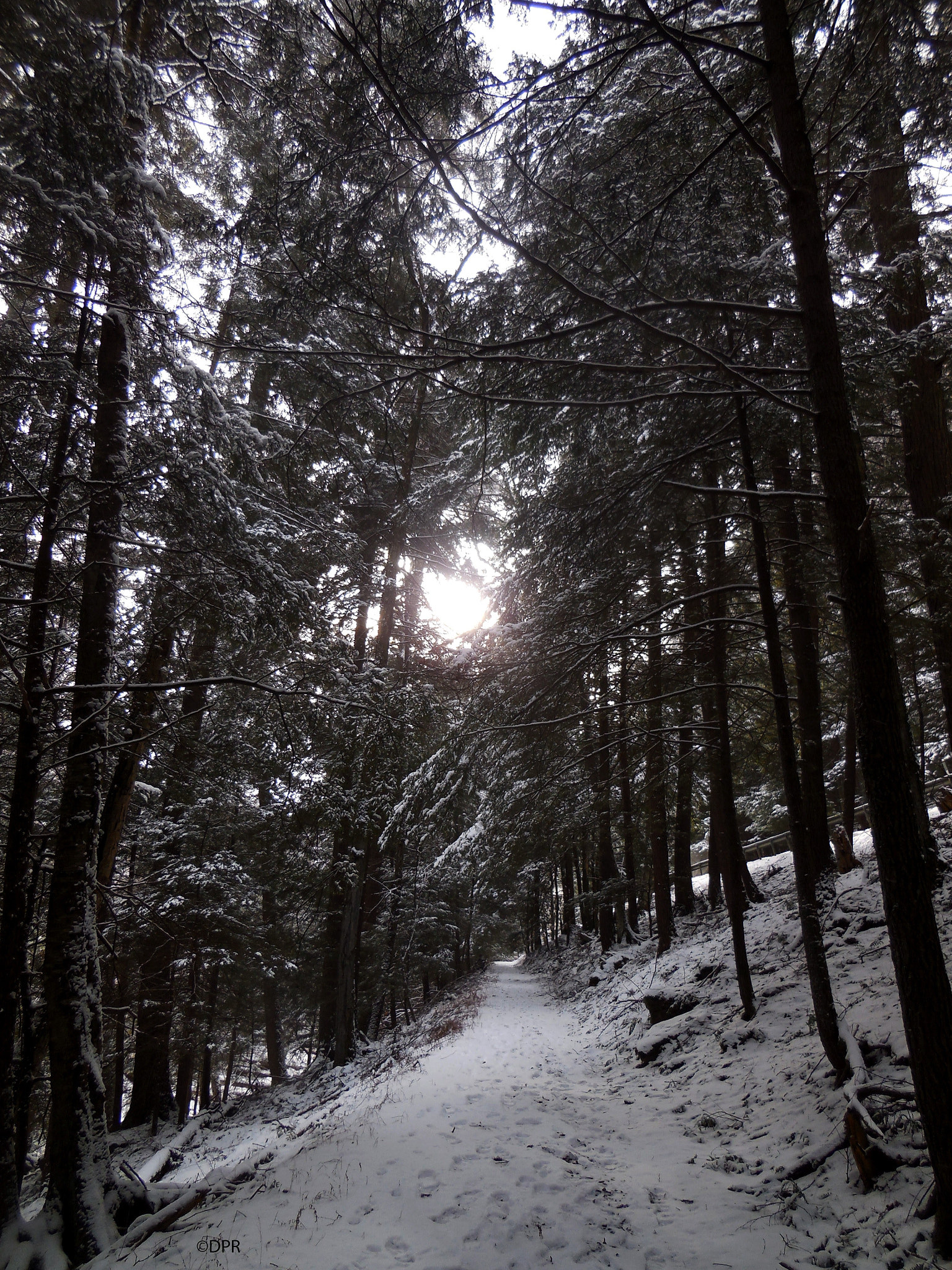Nikon Coolpix S6500 sample photo. Grey pines photography