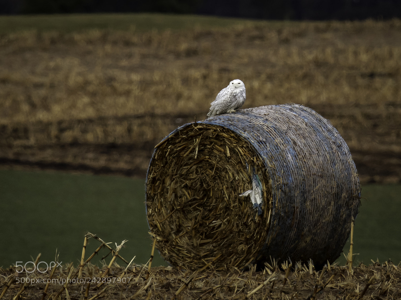 Canon EOS 750D (EOS Rebel T6i / EOS Kiss X8i) sample photo. Snowy on a hay photography