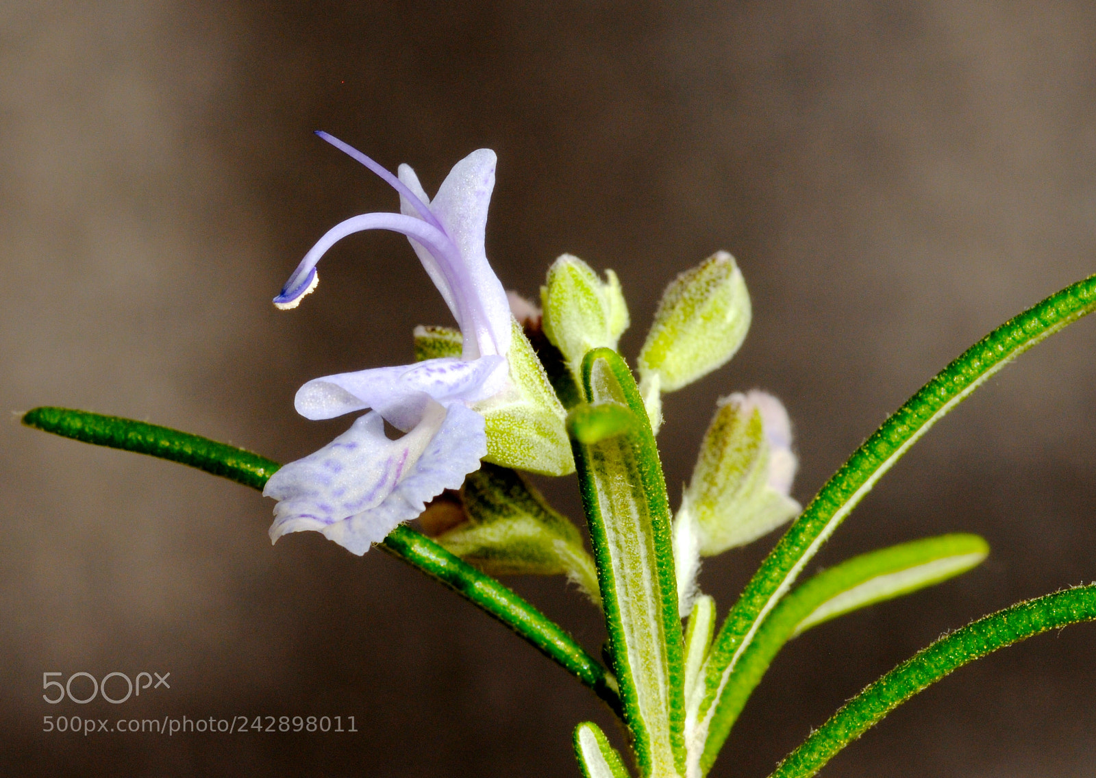 Nikon D300 sample photo. Rosemary flower photography