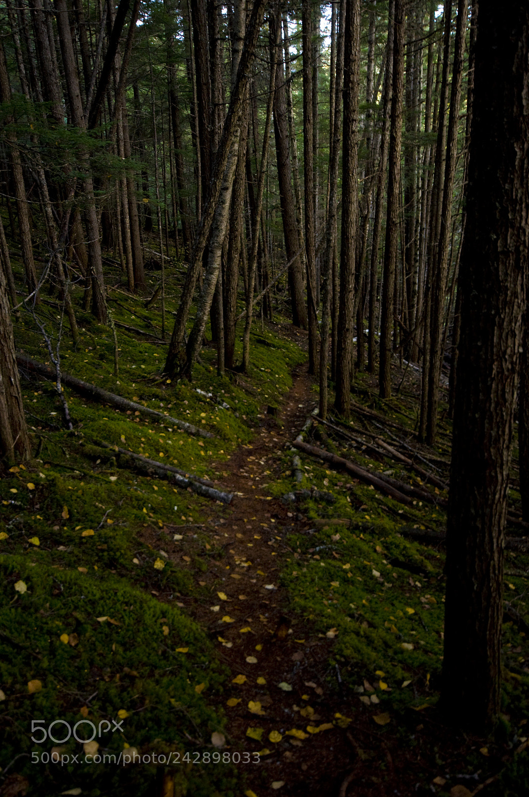 Nikon D90 sample photo. Forest path photography