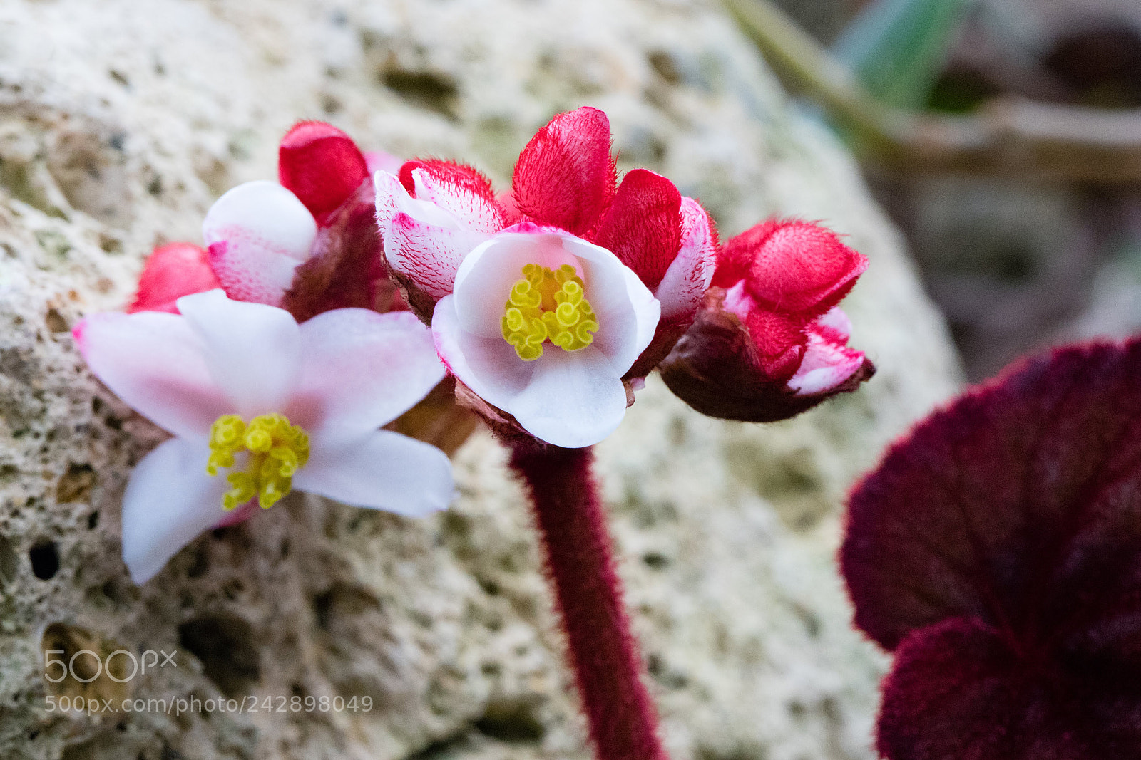 Canon EOS 6D Mark II sample photo. Exotic flower photography