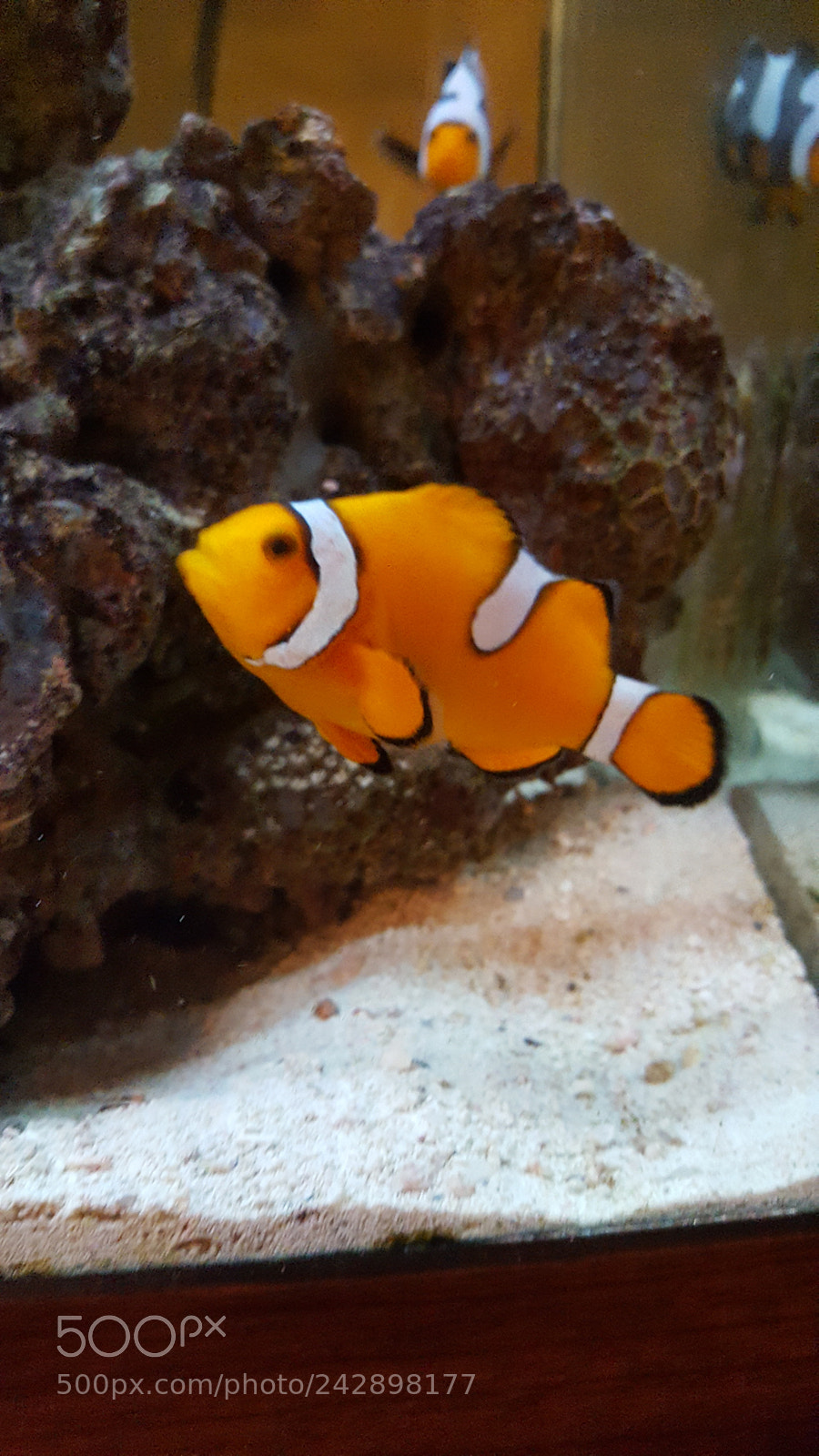 Samsung Galaxy S6 sample photo. Just a clown photography