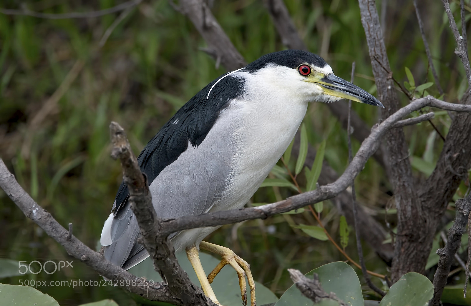 Nikon D500 sample photo. Night heron photography