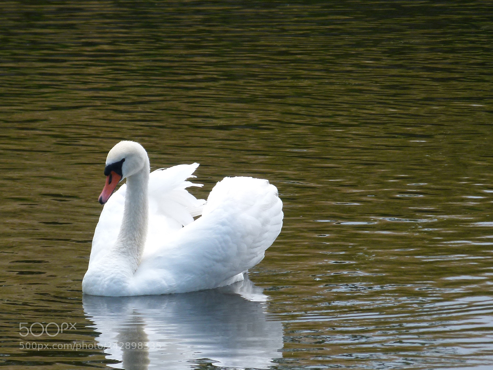 Leica V-Lux 2 sample photo. White swan photography