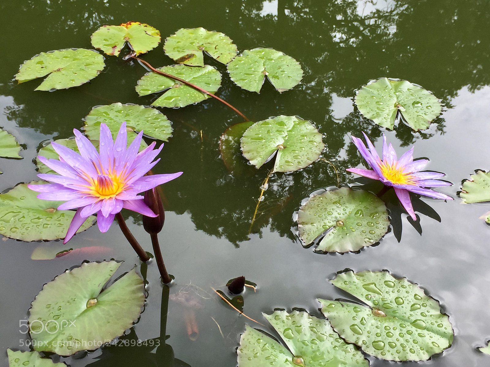 Apple iPhone 6 Plus sample photo. Nymphaea nouchali photography