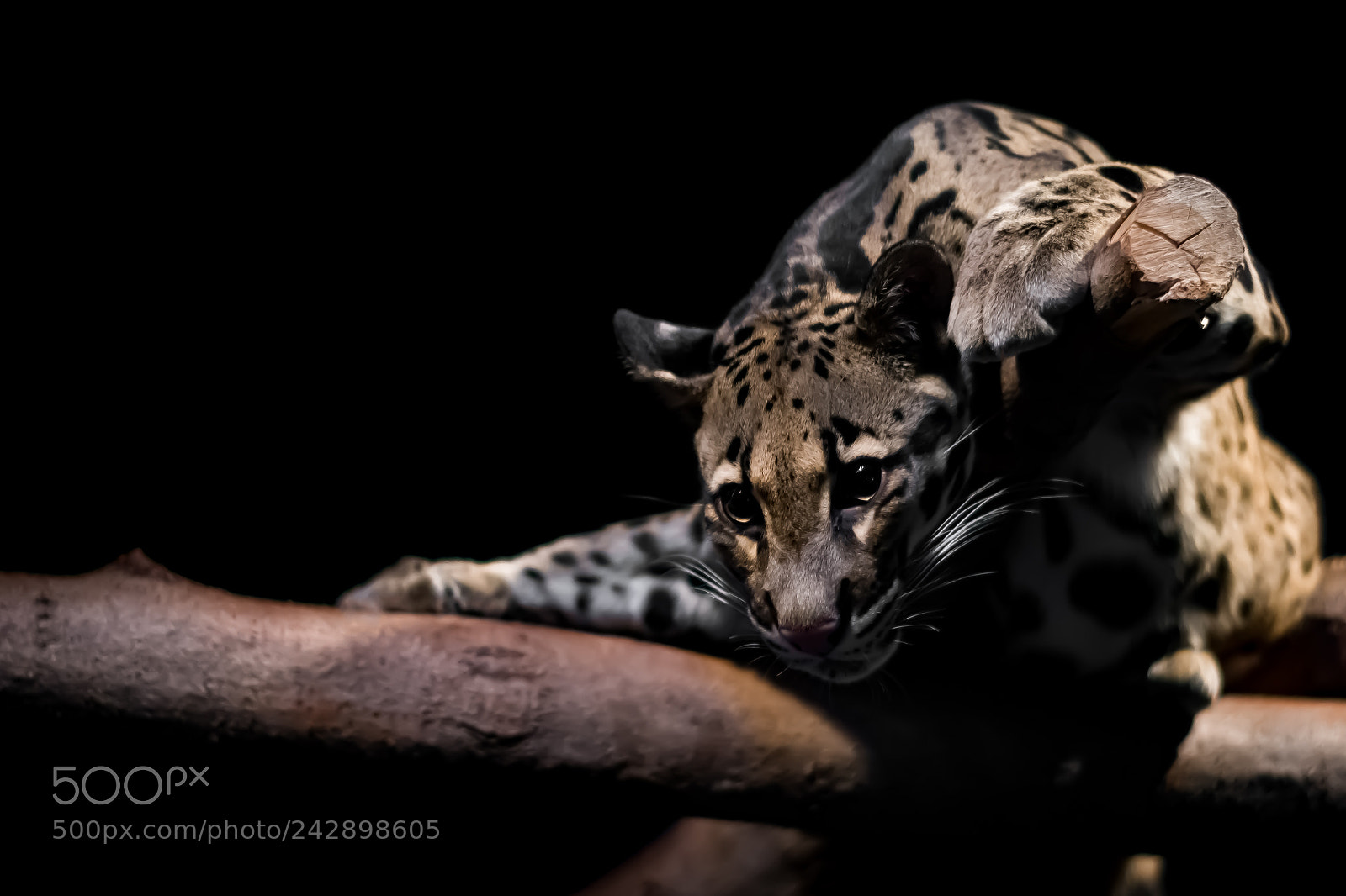 Nikon D500 sample photo. Clouded leopard photography