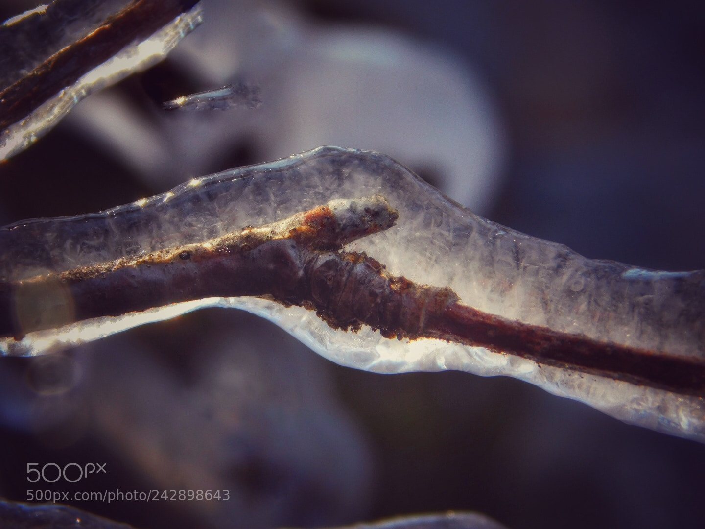 Nikon Coolpix B500 sample photo. Frozen branch photography