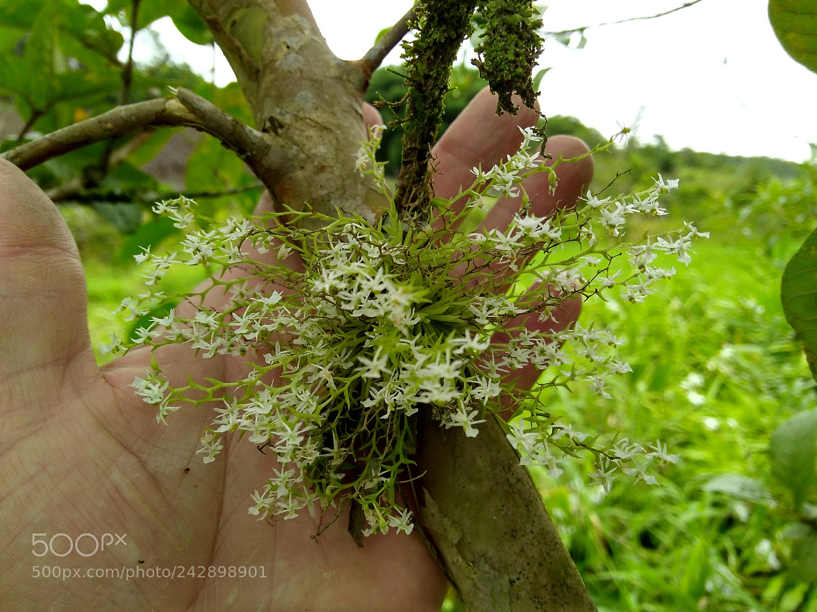 Motorola Moto G Play sample photo. Micro orqu dea rara photography