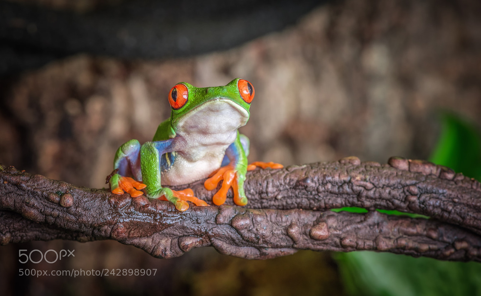 Nikon D810 sample photo. Red eyed tree frog photography