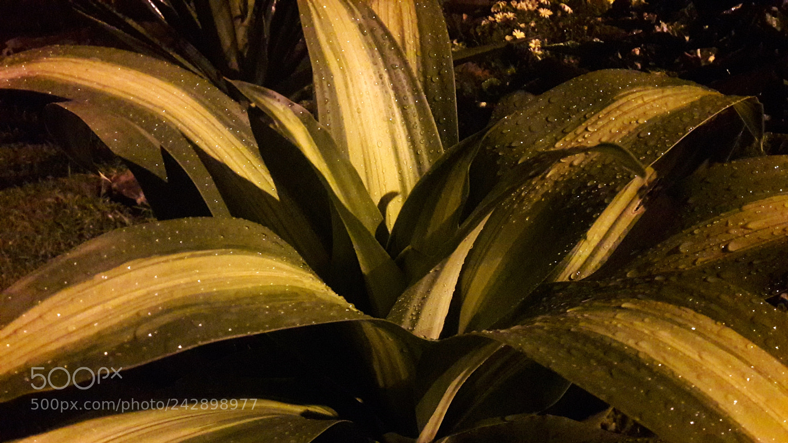 Samsung Galaxy A5(2016) sample photo. Noche de rocio photography