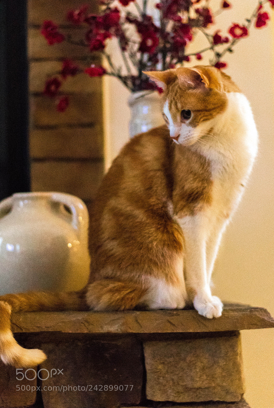 Canon EOS 1300D (EOS Rebel T6 / EOS Kiss X80) sample photo. Curious cat photography