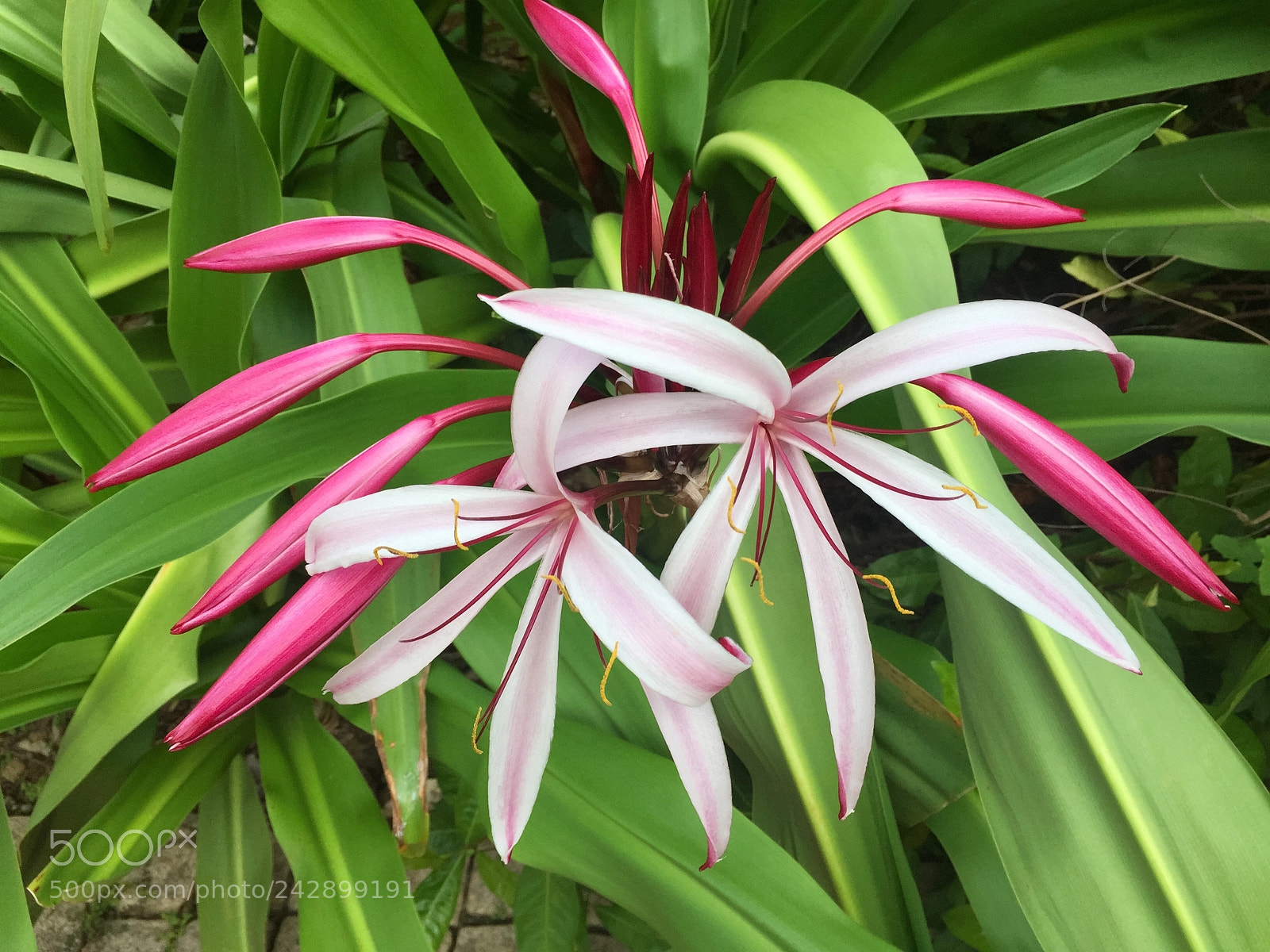 Apple iPhone 6 Plus sample photo. Crinum amabile giant spider photography