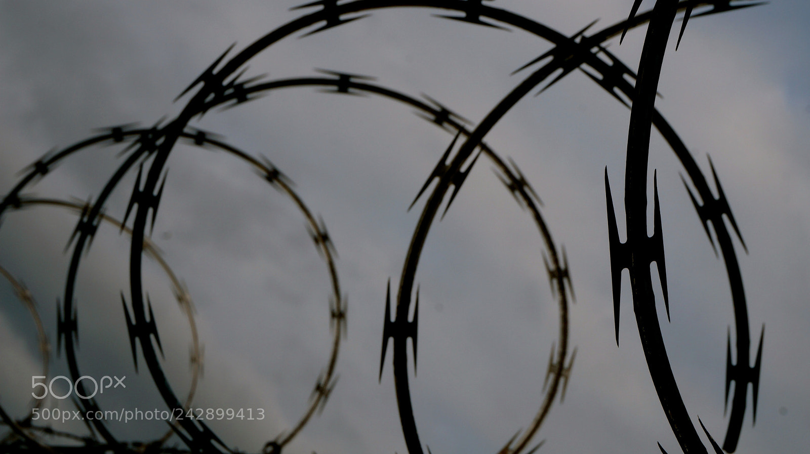 Sony Alpha NEX-3N sample photo. Barbed photography