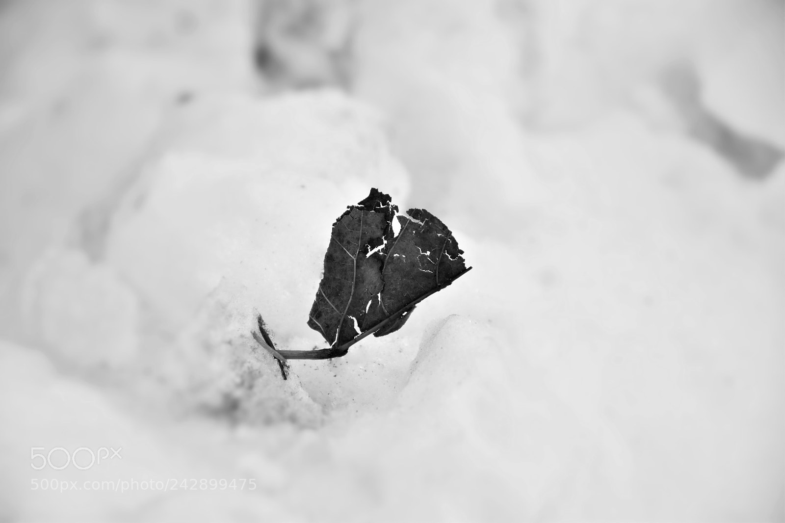 Nikon D5500 sample photo. Frozen photography