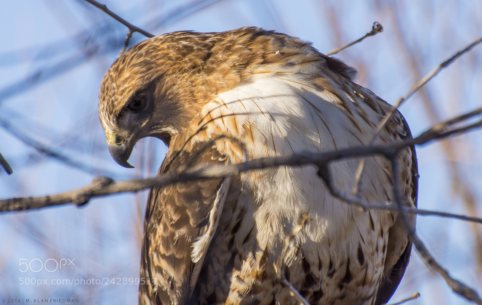 Nikon D7200 sample photo. Red-tailed hawk. photography