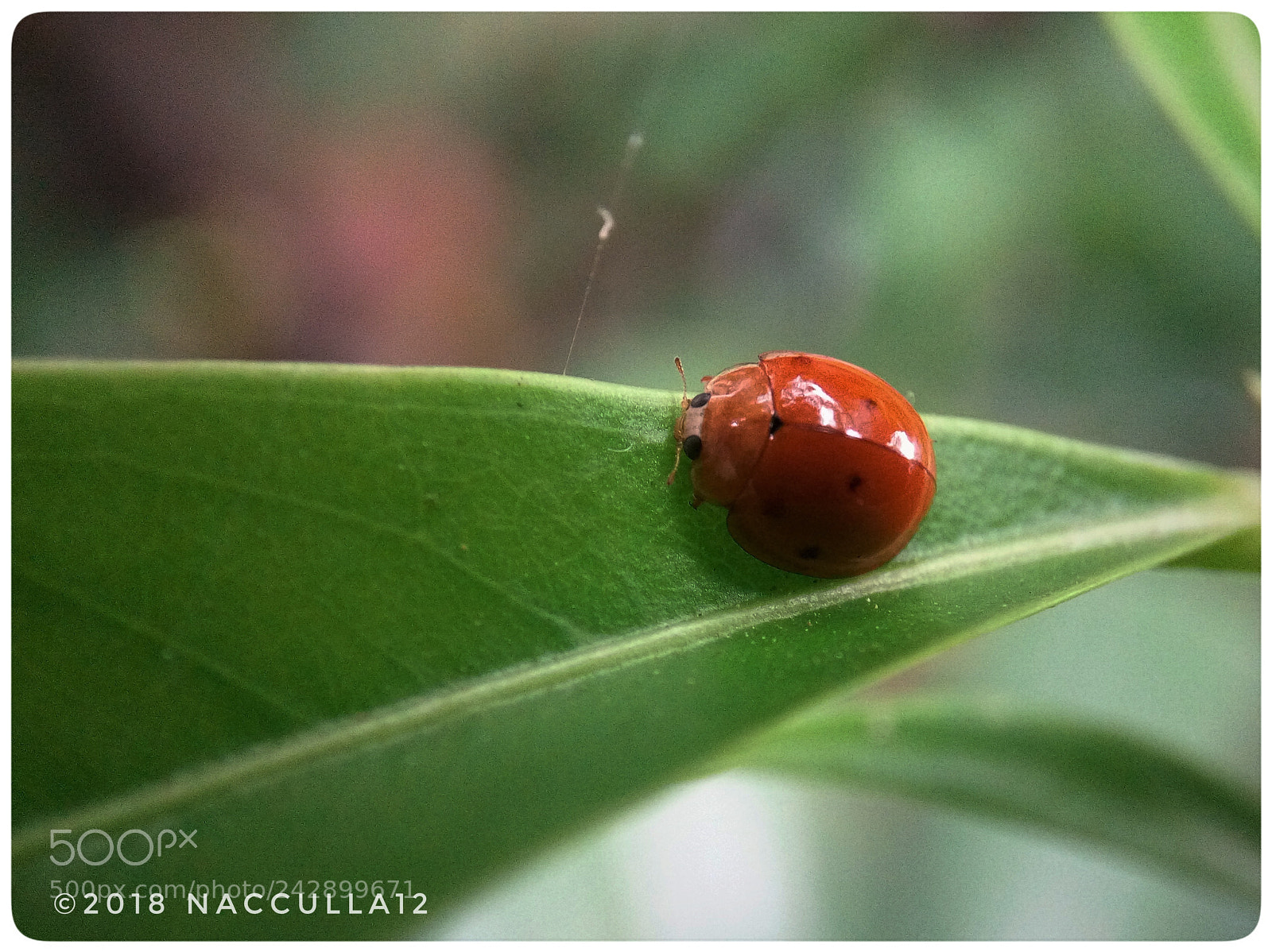 Lenovo VIBE X3 LITE sample photo. Lady bug photography