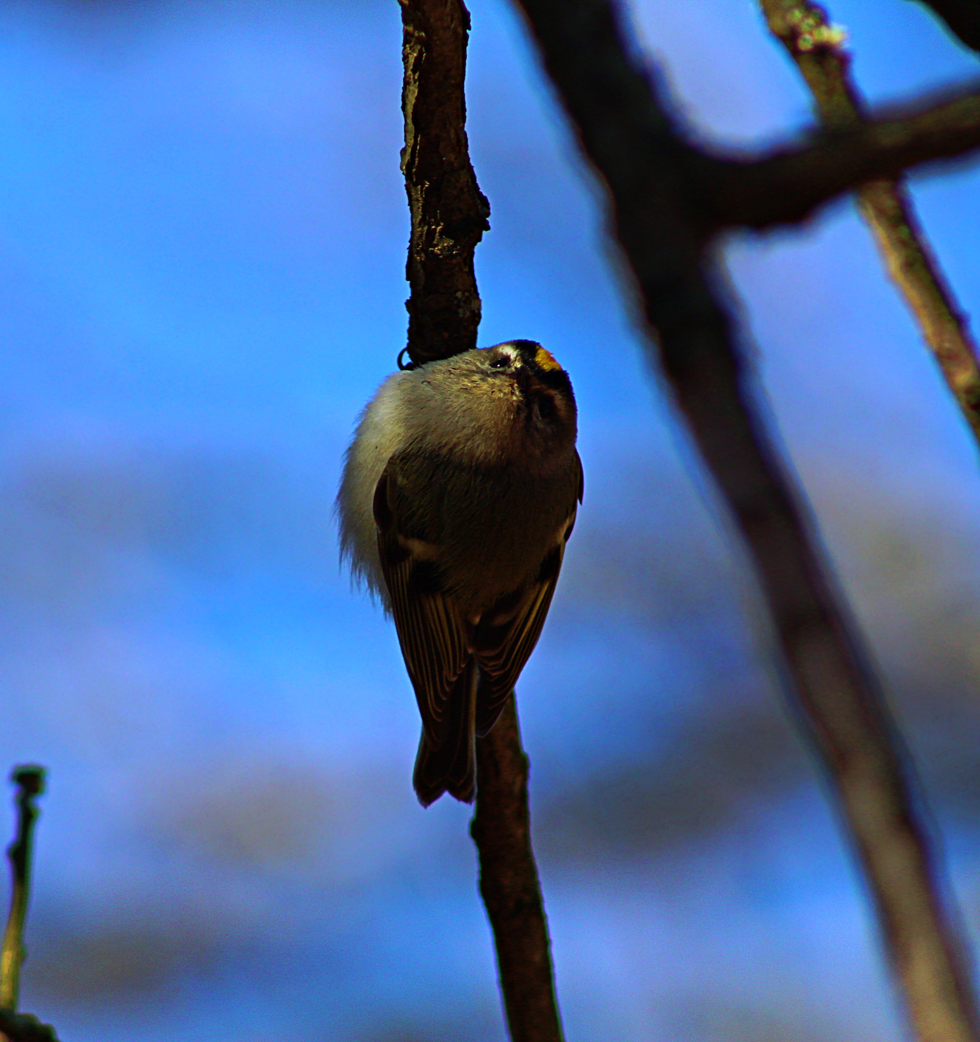 Canon EOS 1300D (EOS Rebel T6 / EOS Kiss X80) + EF75-300mm f/4-5.6 sample photo. Cold bird photography