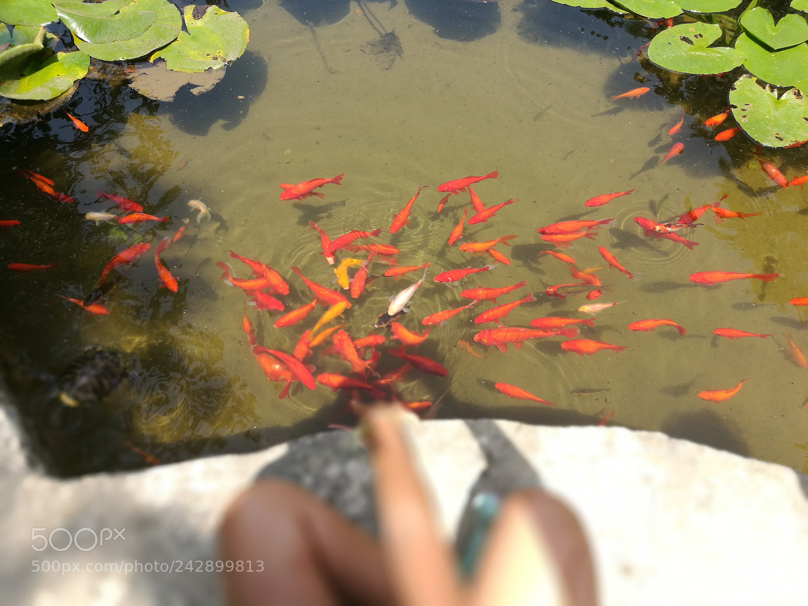 HUAWEI P9 sample photo. Fish! photography