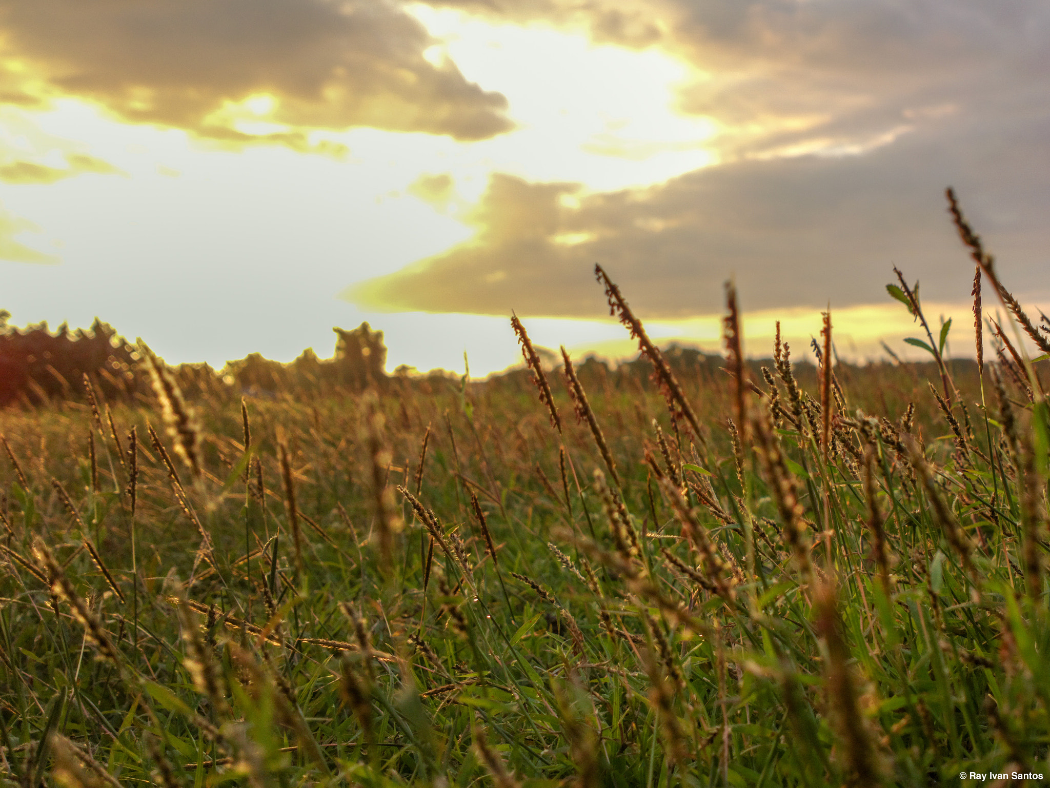 Nokia 808 PureView sample photo. Blessed photography
