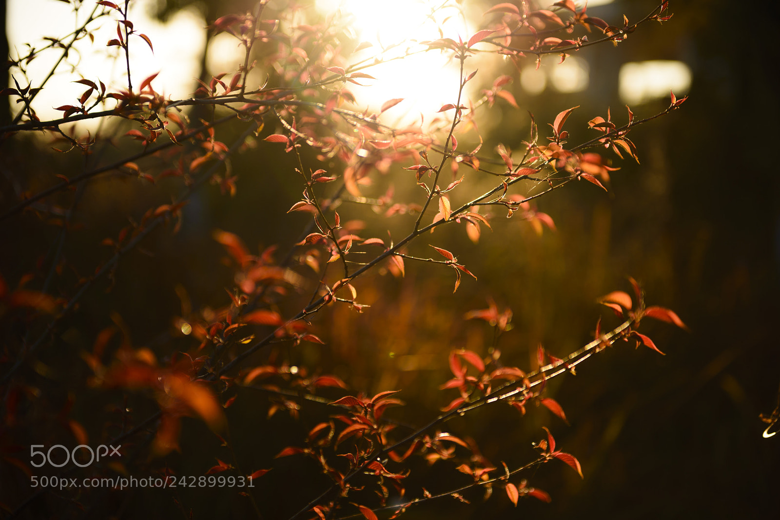 Nikon D610 sample photo. 再见暮色 photography