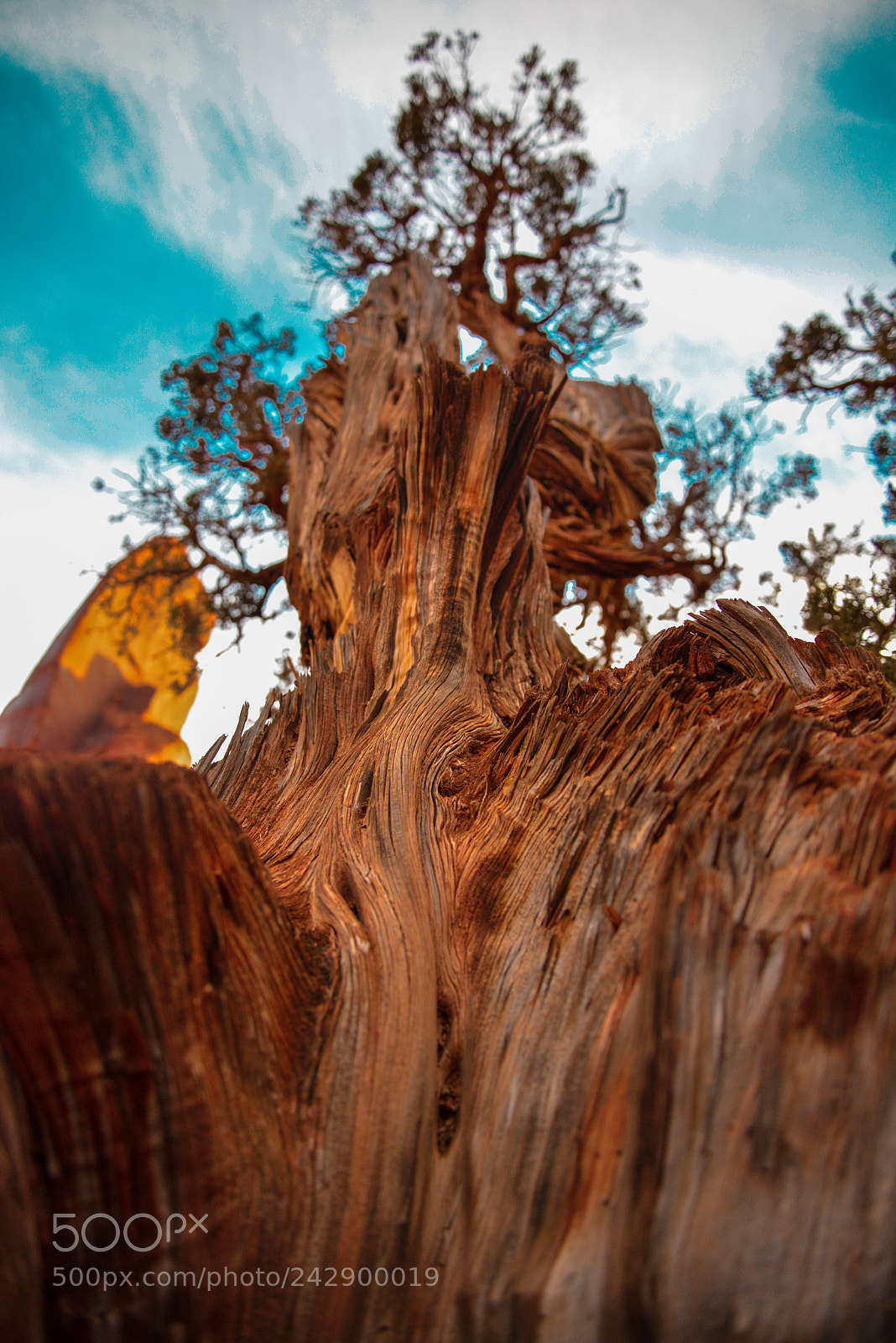 Nikon D600 sample photo. Towering tree photography