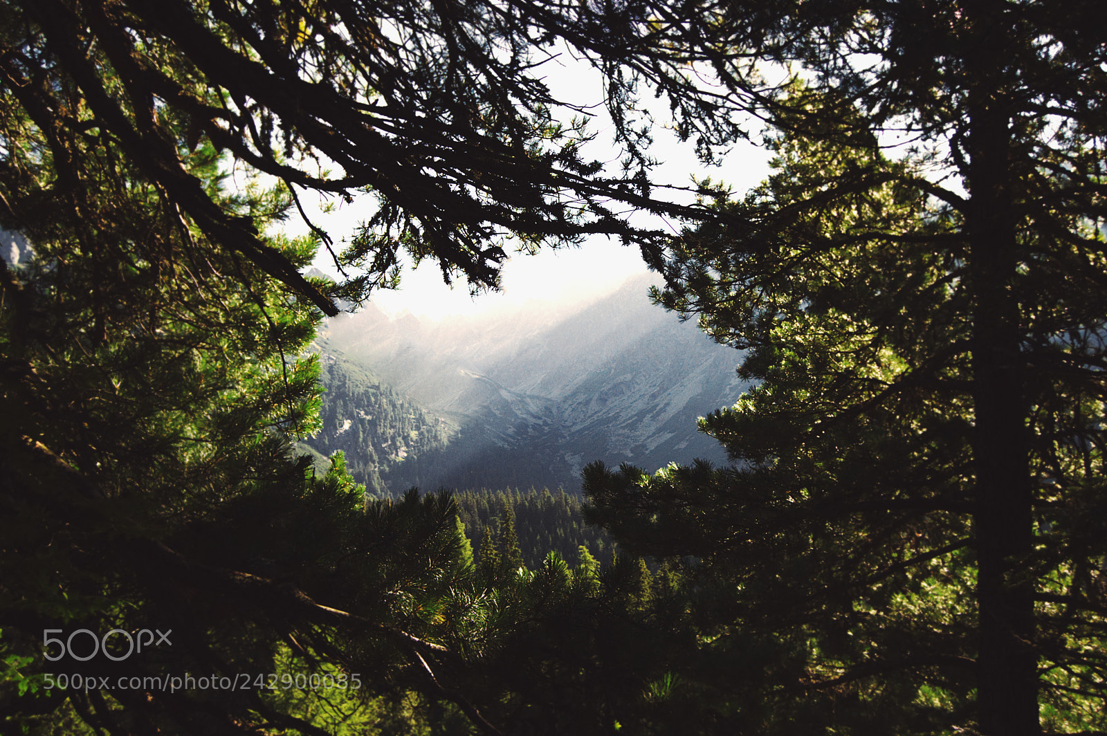 Nikon D3200 sample photo. Through the forest photography
