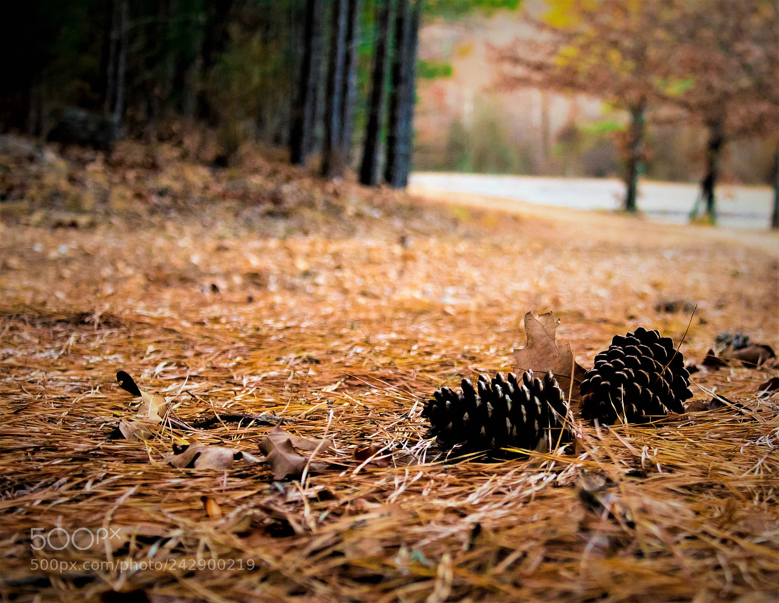 Canon EOS 1300D (EOS Rebel T6 / EOS Kiss X80) sample photo. Fall pinecone photography