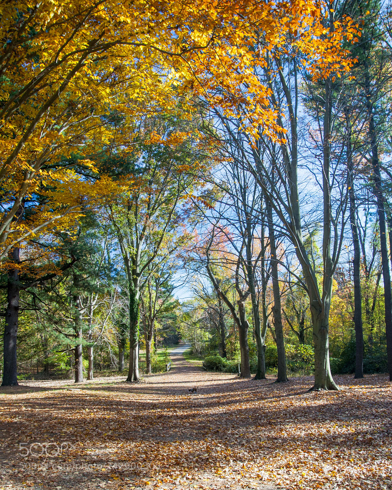 Nikon D5000 sample photo. Fall photography