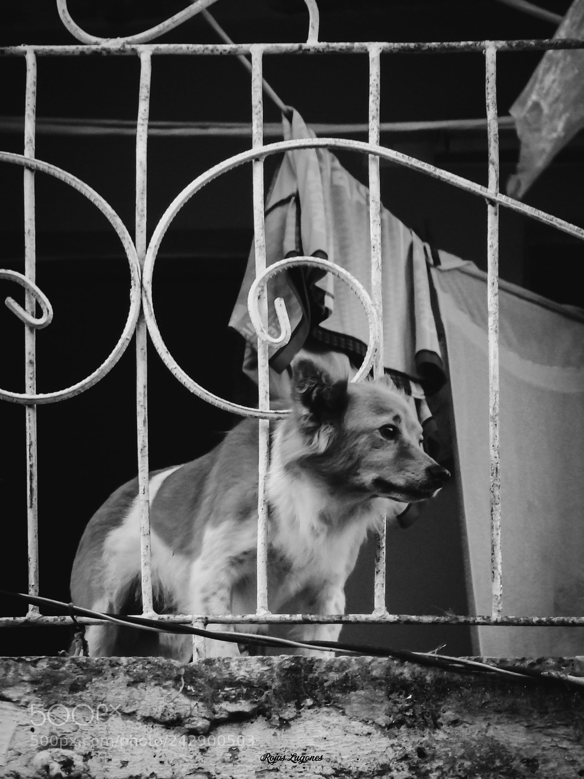 Sony DSC-H9 sample photo. The sad guardian photography