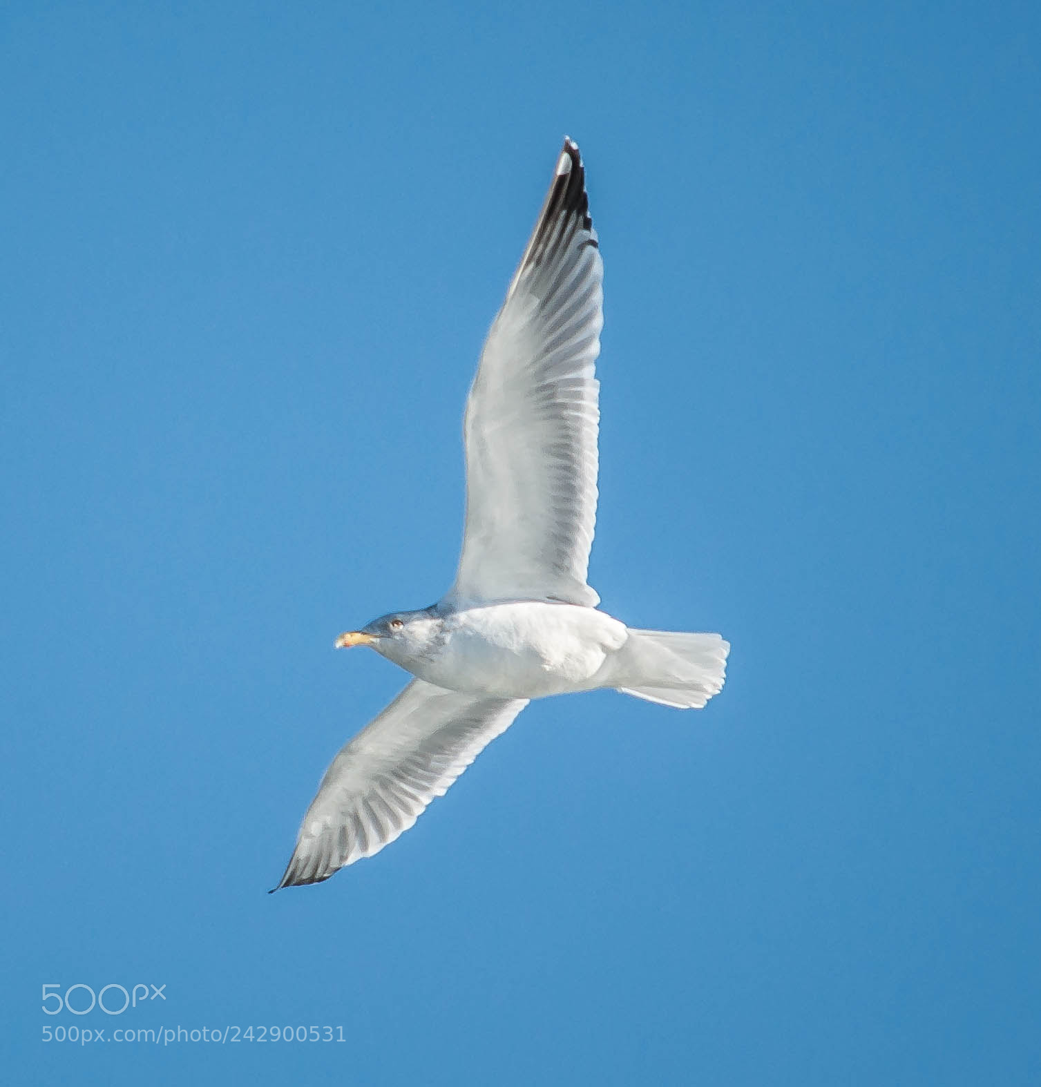 Nikon D90 sample photo. Winter gull photography