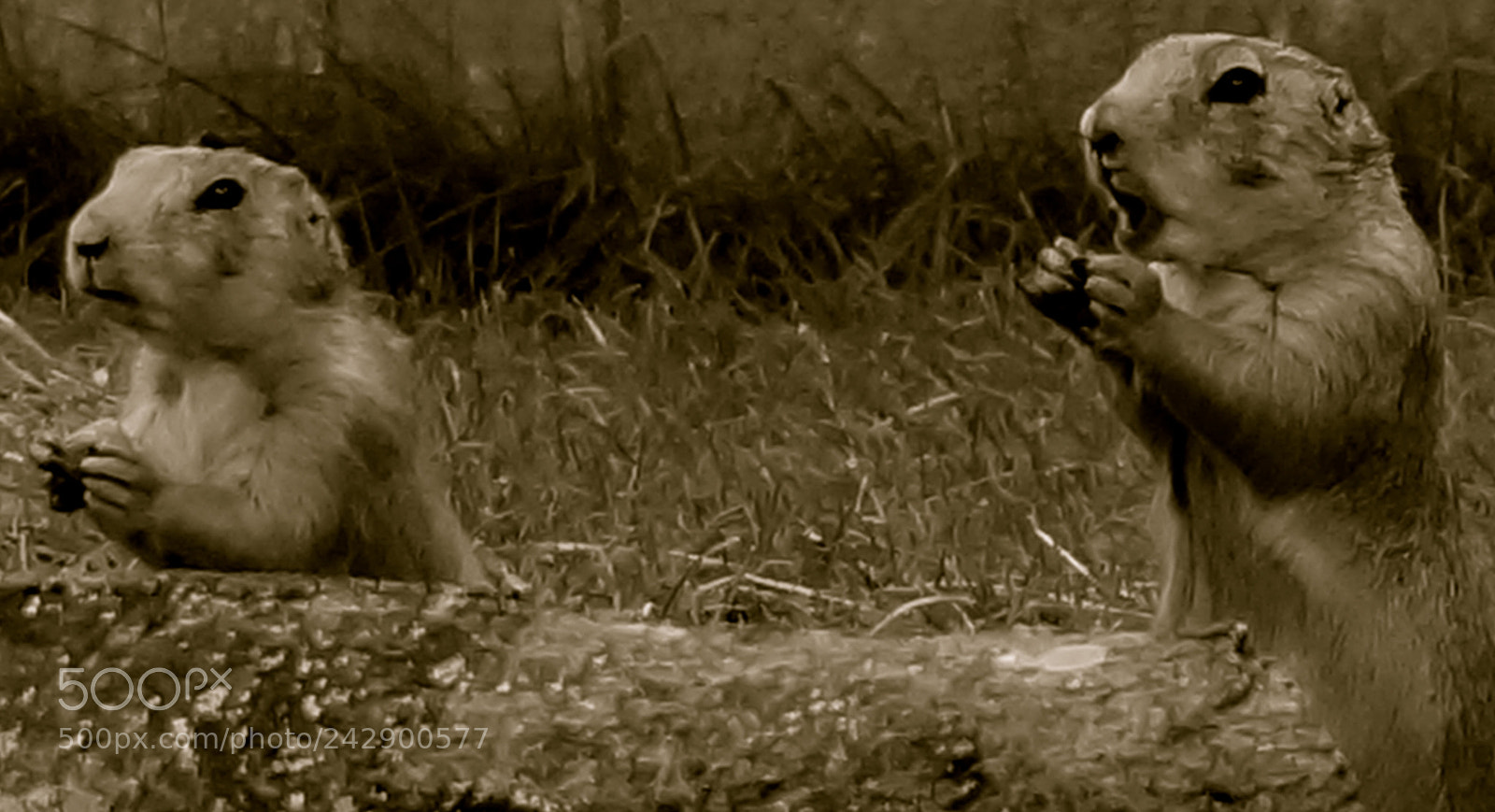 Sony Alpha NEX-3N sample photo. Groundhog day photography
